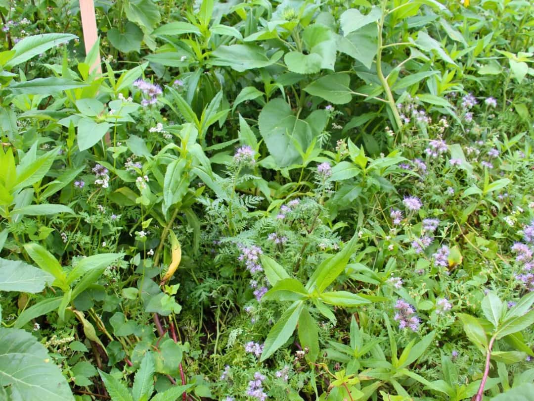 Roślina na poplon do krzyżówki? Szybka ściągawka haseł!